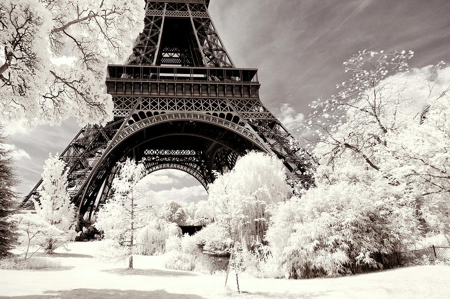 Paris Winter White Collection - Frozen Trees Photograph by Philippe HUGONNARD