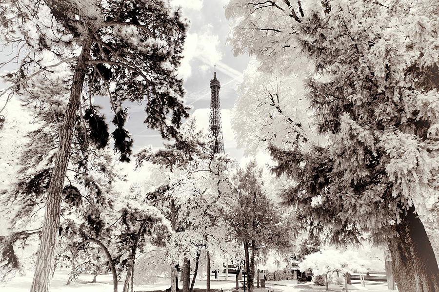 Paris Winter White Collection - Snowy Forest Photograph by Philippe HUGONNARD