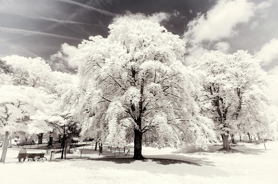 Paris Winter White Collection - White Trees Photograph by Philippe HUGONNARD