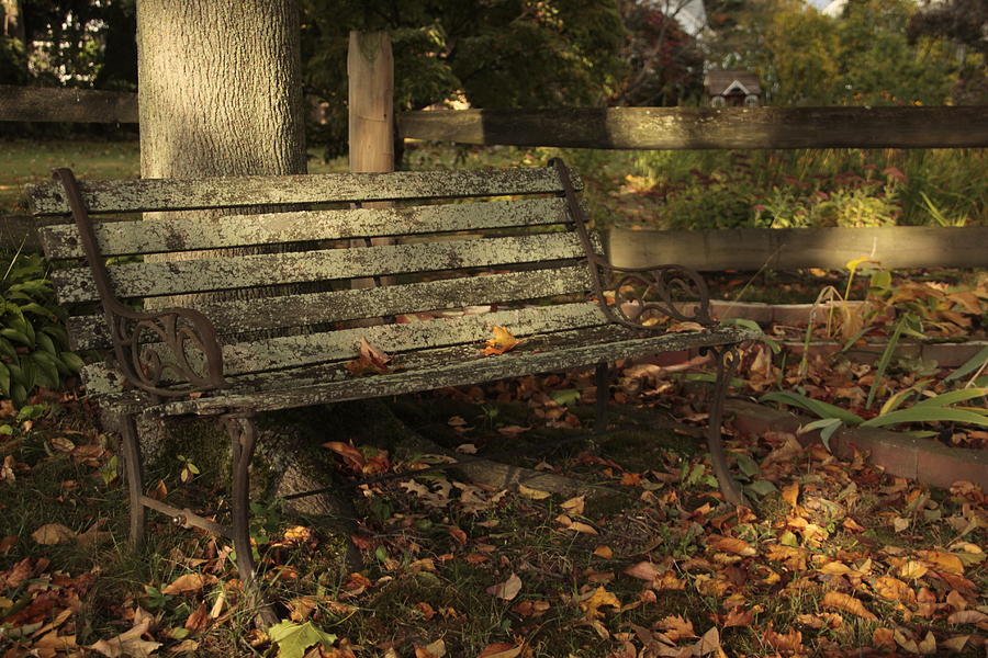 Park Bench and Autumn Leaves Photograph by Valerie Collins
