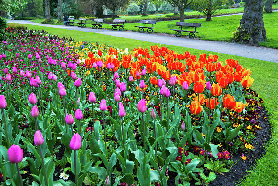 Park Benches and Tulips to Brighten the Day Photograph by Dennis Dame