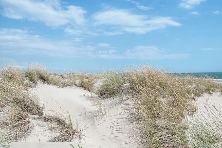 Park Donana Alicante Park Sand Dunes Digital Art by Carol Ailles - Fine ...