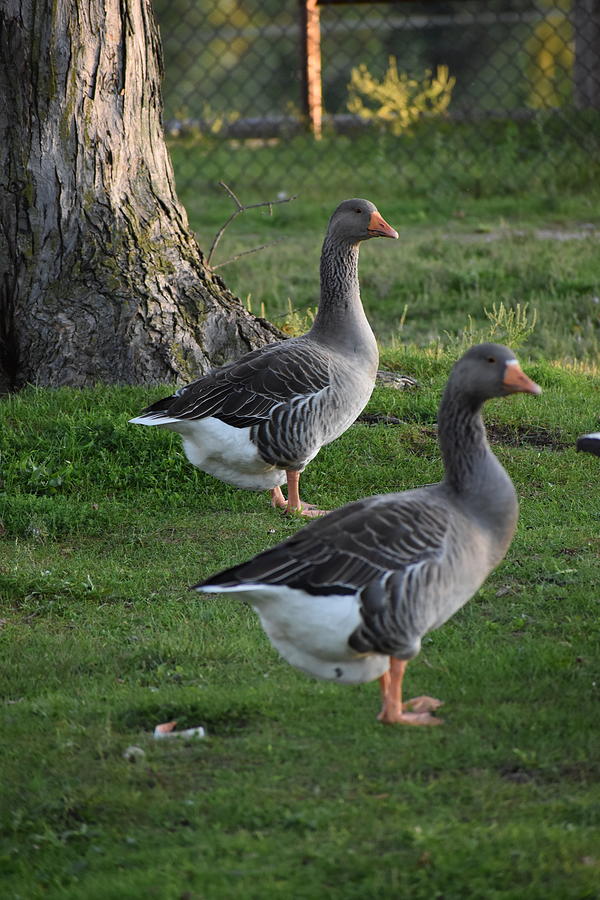 Park Geese Photograph by Sarah Nelson - Fine Art America