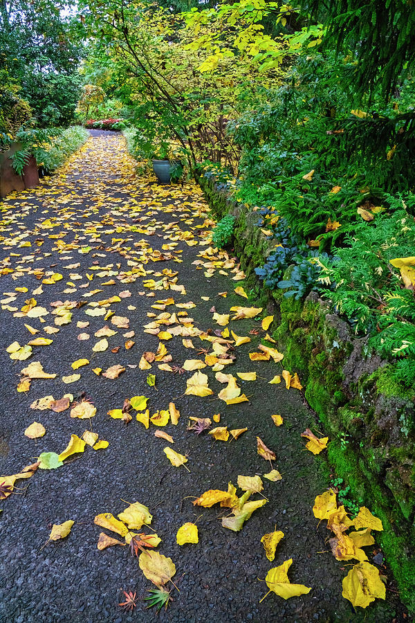 Park Path In Autumn Photograph by Gary Slawsky