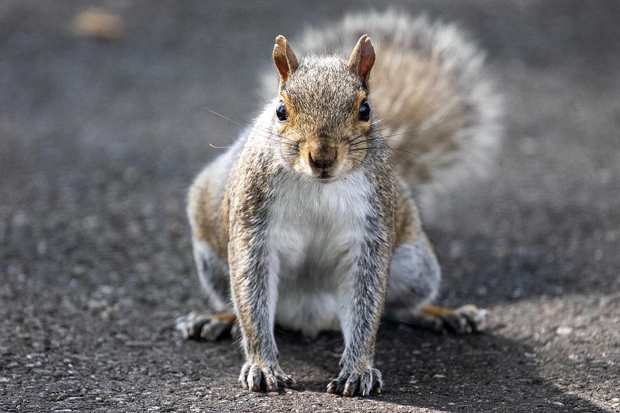 Park Squirrel Photograph by Karol Livote