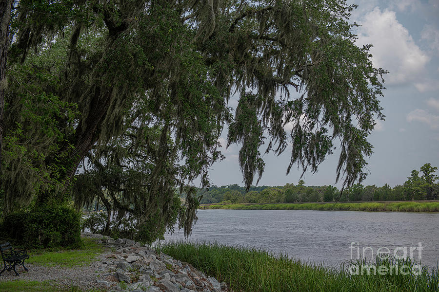 Park View Of The Ashley River - Drayton Hall Photograph