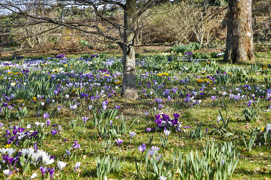 Park with lawn covered with crocuses, Bad Durkheim, Germany Photograph by Danita Delimont