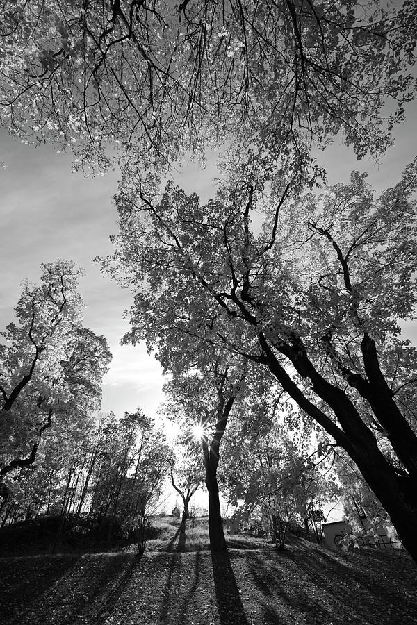 Park with looming maple trees on a bright day - monochrome Photograph by Ulrich Kunst And Bettina Scheidulin