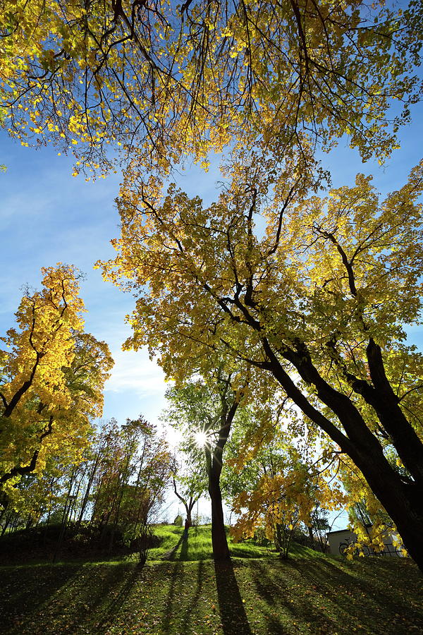 Park with maple trees on a bright autumn day Photograph by Ulrich Kunst And Bettina Scheidulin