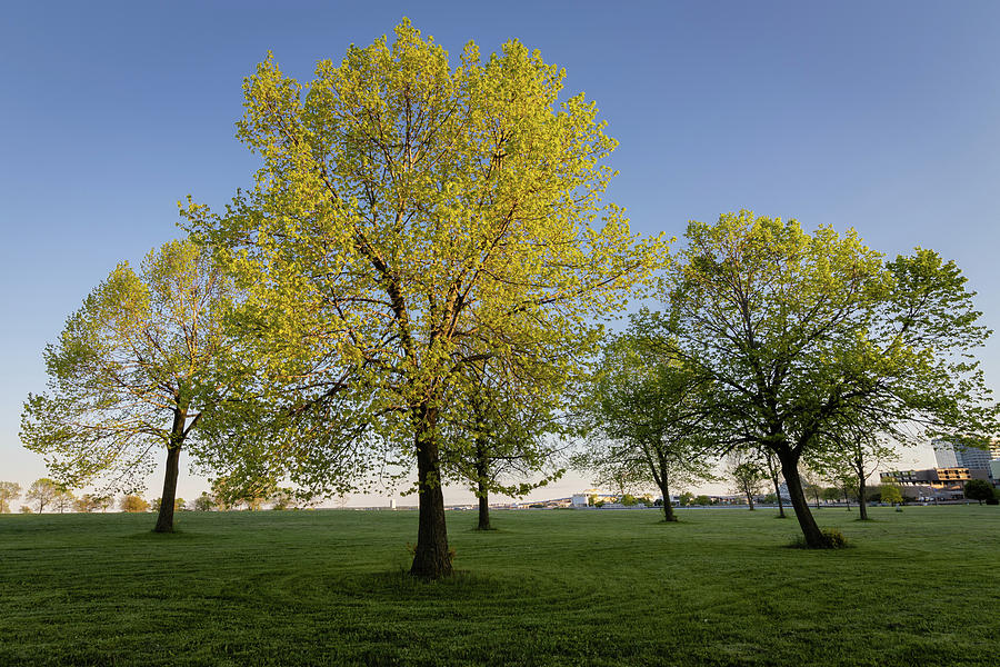 Parkland Trees Photograph by Craig A Walker