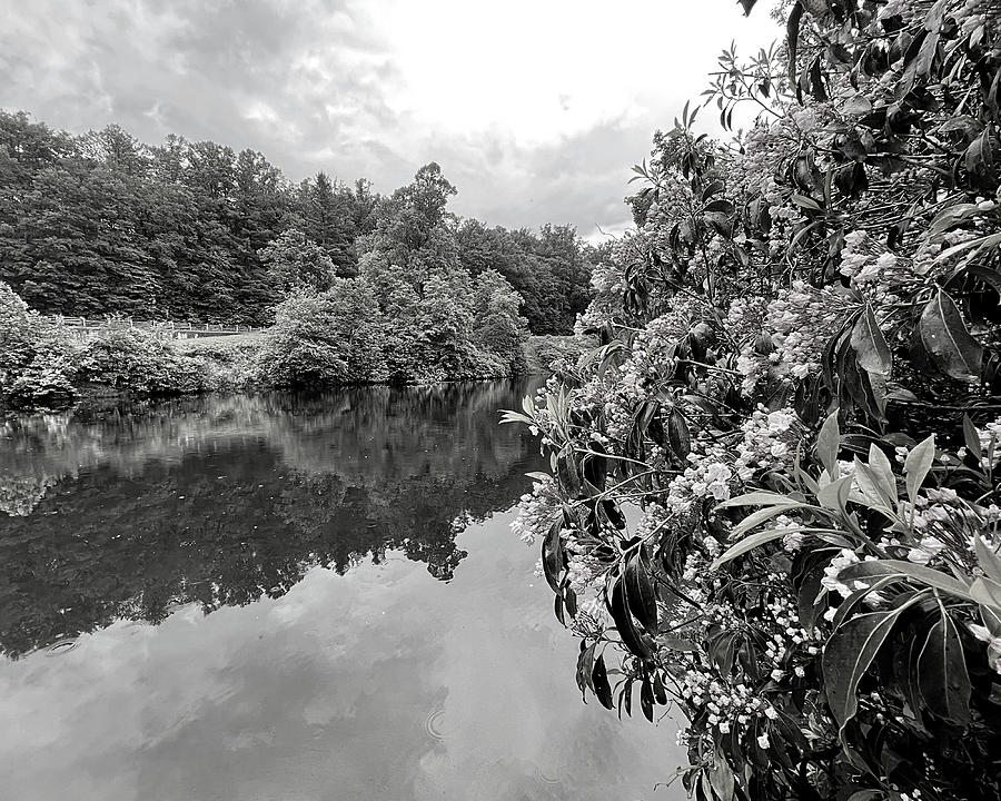Parkway Pond in Pink BW Photograph by Lee Darnell