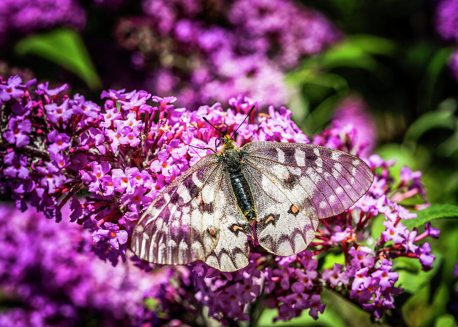 Parnassian on Butterfly Bush Photograph by Robert Potts