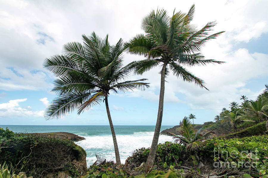 Parque nacional Cerro Gordo, Puerto Rico Photograph by Beachtown Views
