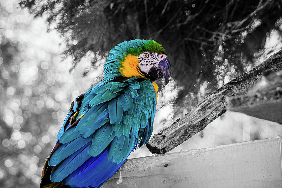 Parrot Blue and Yellow Photograph by Angela Carrion Photography