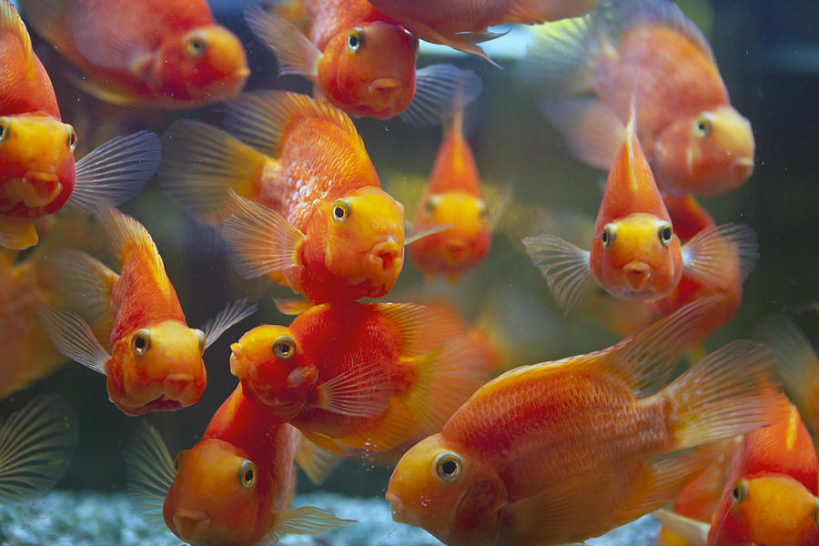 Parrot cichlids begging for food Photograph by DigiPub