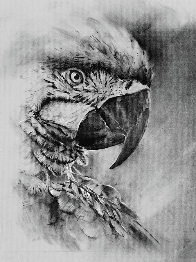 Ahnaf Reza - Parrot Sketch-sonthuy.vn