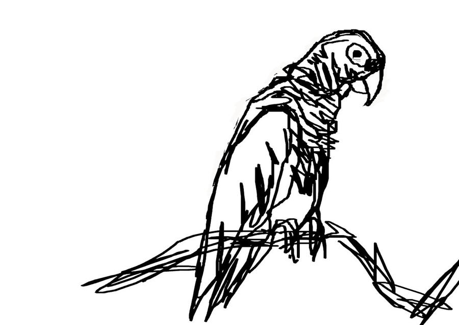 parrot drawing outline