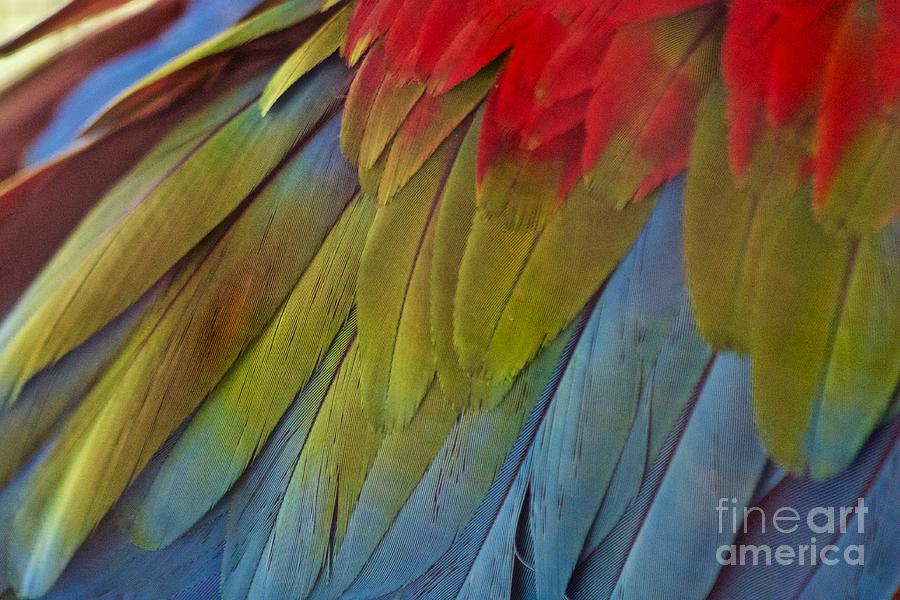 Parrot feathers texture  Photograph by Afrodita Ellerman
