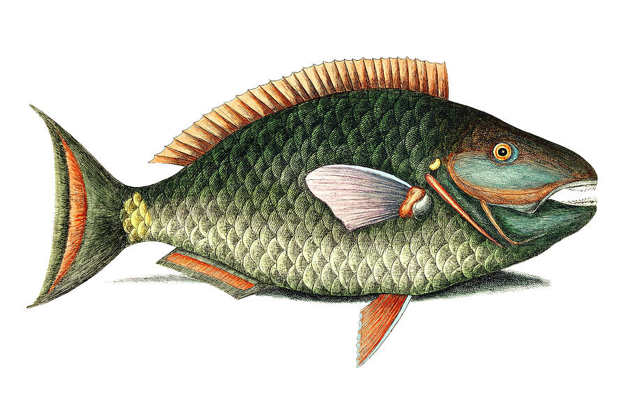 Parrot Fish Drawing by Mango Art