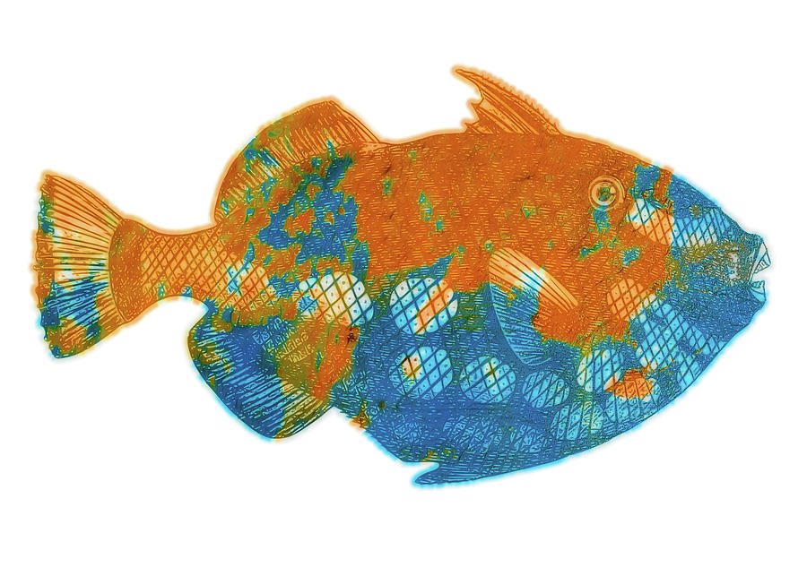 Parrot Fish Digital Art by Rebecca Herranen