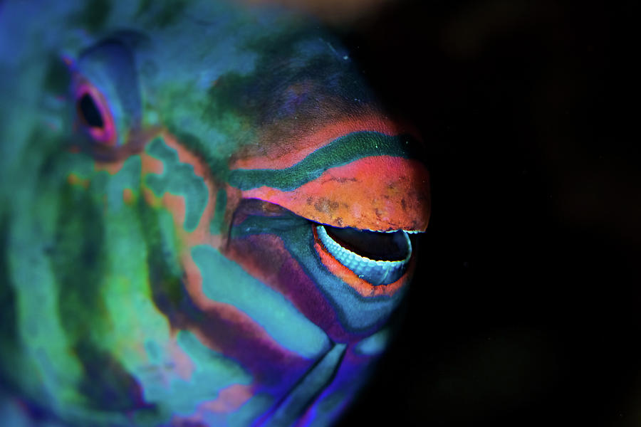 Smile Photograph - Parrot Fish Smile by Juan Sharks