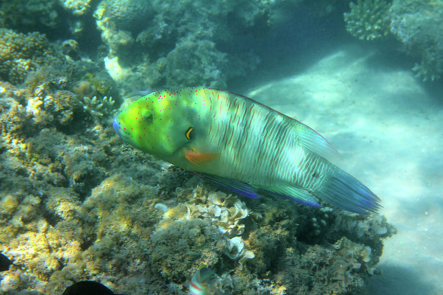 Parrot Fish Under Water Photograph by Mikhail Kokhanchikov