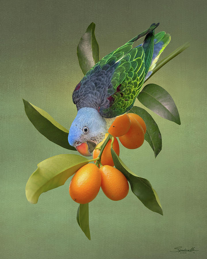 Parrot in Kumquat Tree Digital Art by M Spadecaller