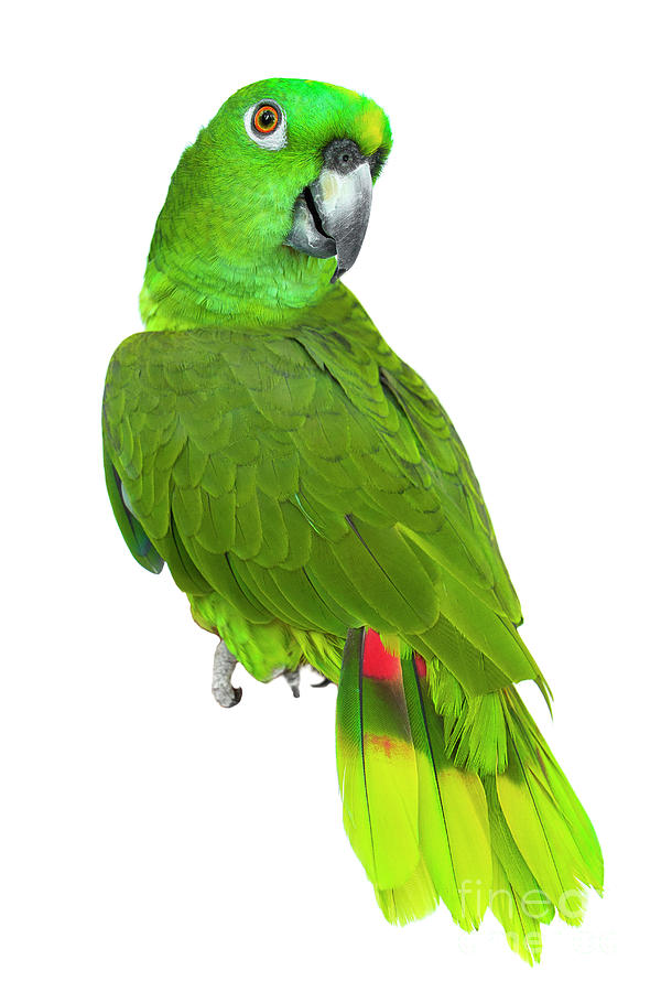 Parrot Joy Photograph