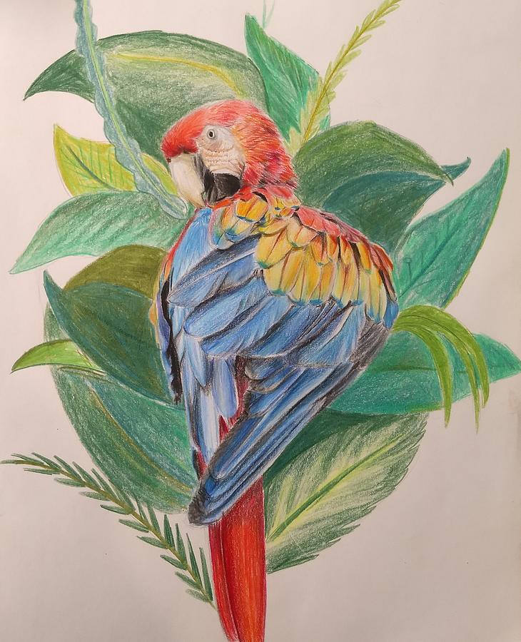 Premium Photo | Color sketch - parrot profile. on white background.  detailed pencil drawing