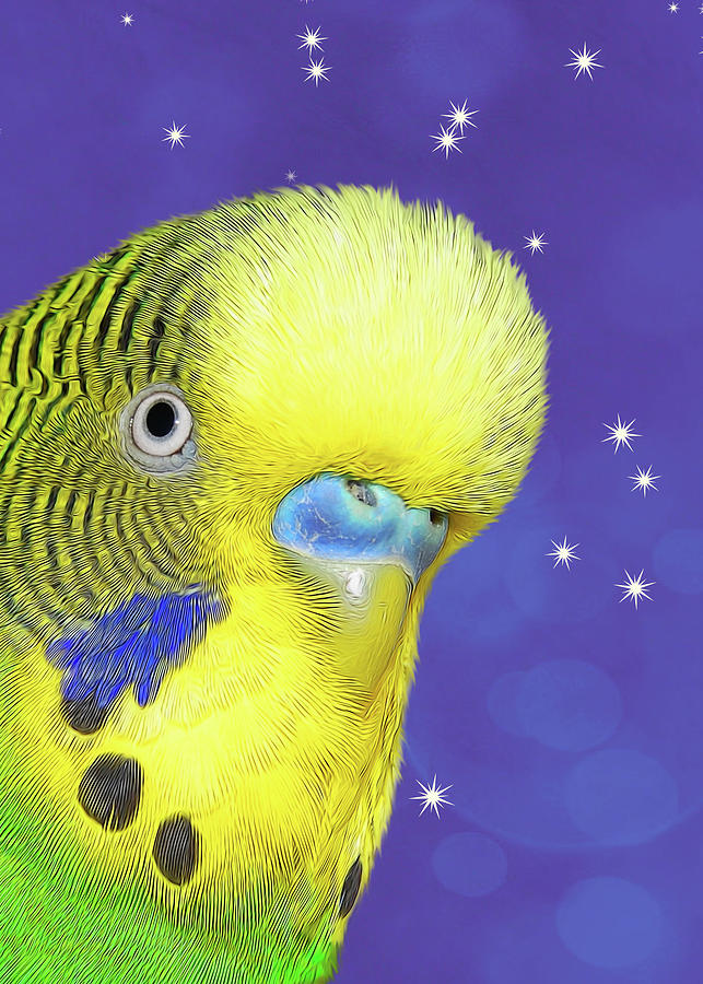 Parrot Lover Budgie Digital Art by Doreen Erhardt