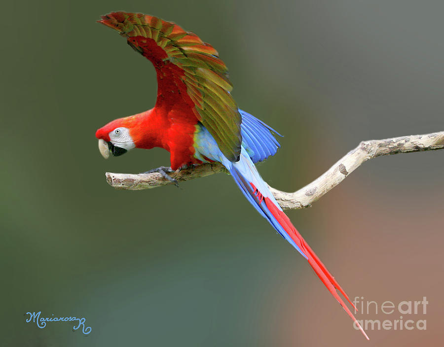 Parrot on a Limb Photograph by Mariarosa Rockefeller