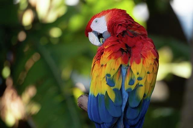 Parrot Perched on a Branch Photograph by Bonnie Colgan