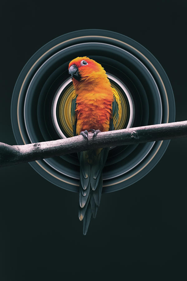 Parrot Pixel Stretch Digital Art by Pelo Blanco Photo