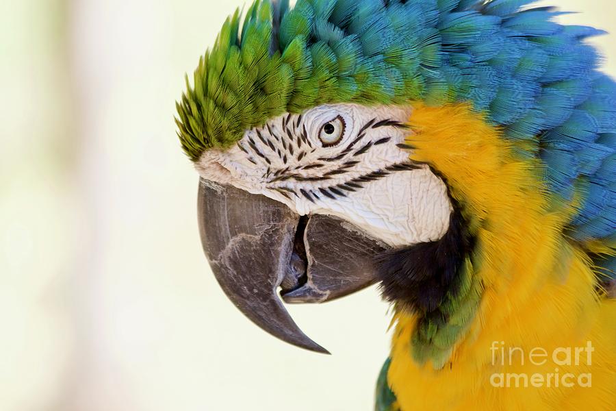 Parrot Profile Pyrography by Afrodita Ellerman