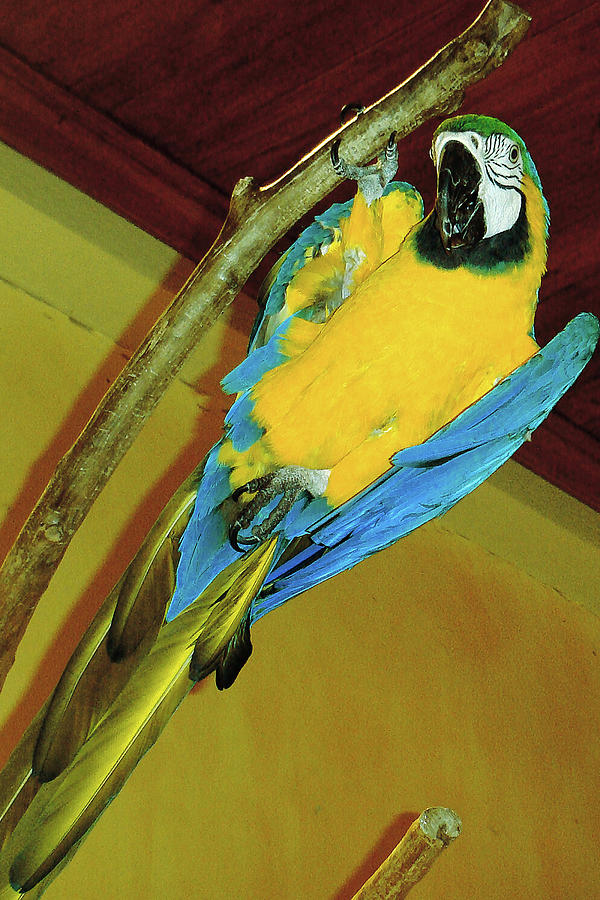 Parrot Showing Off Photograph by Karen Zuk Rosenblatt