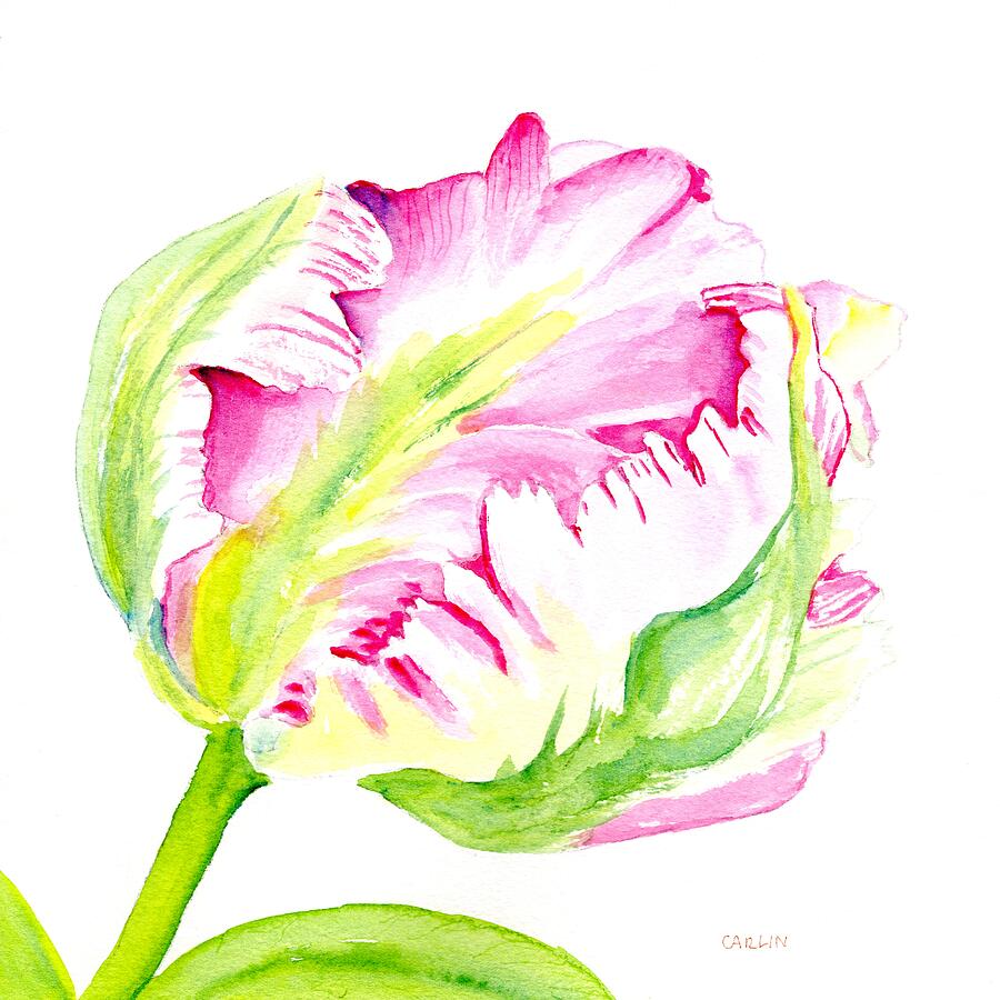 Parrot Tulip Bud Painting by Carlin Blahnik CarlinArtWatercolor