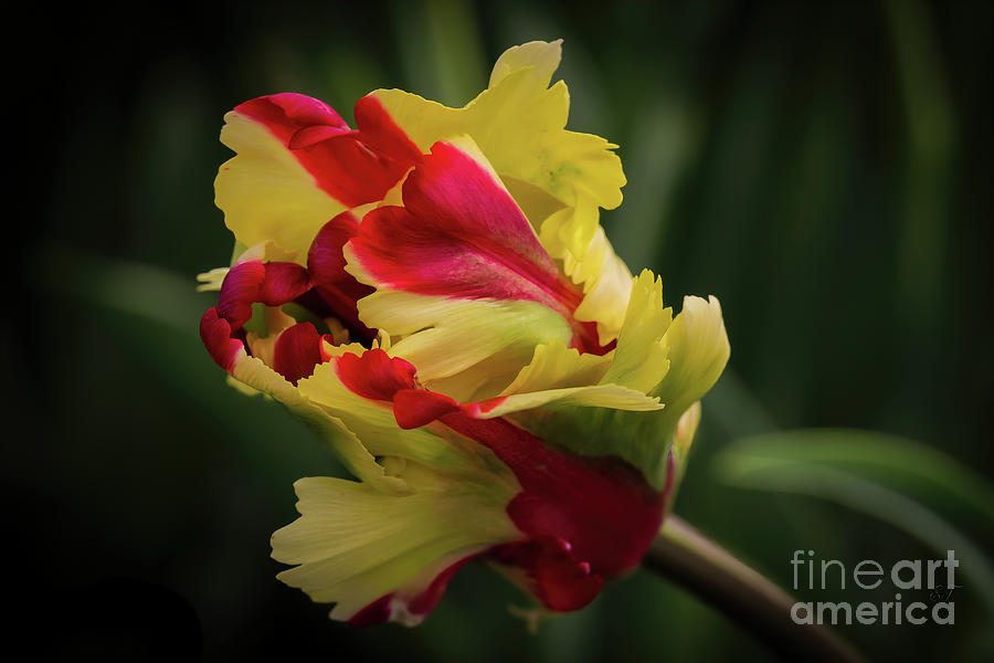 Monsella Tulip 2 Photograph by Elaine Teague