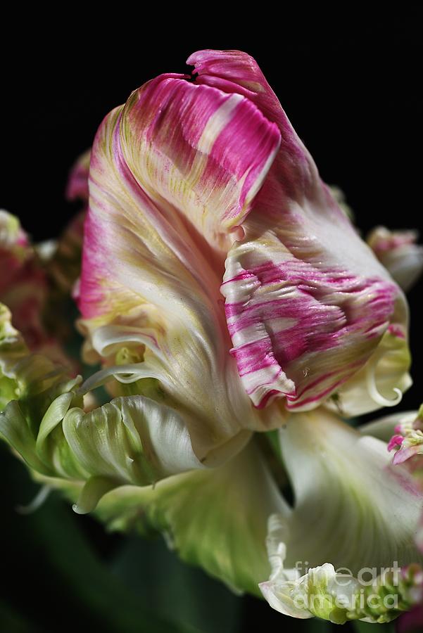 Tulip Photograph - Parrot Tulip Flower by Joy Watson