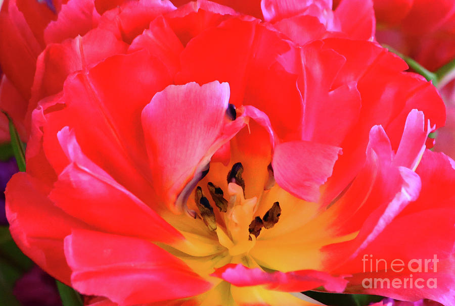 Parrot Photograph - Parrot Tulip by Marty Fancy