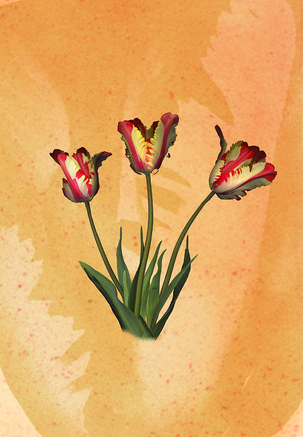 Parrot Tulips Drawing by Jeff Venier