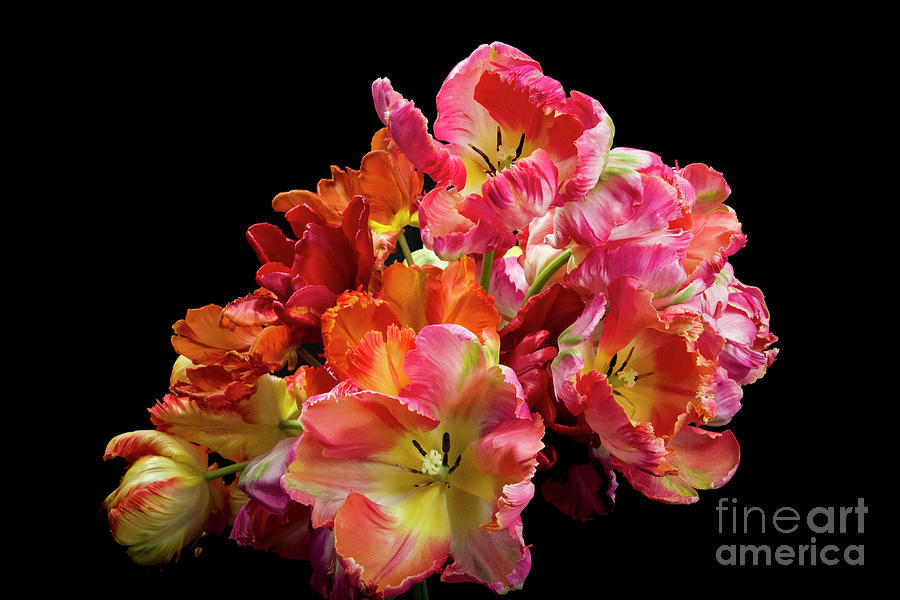 Parrot Tulips Photograph by Louise Magno