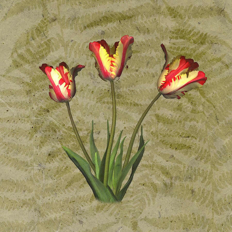 Parrot Tulips on Fern Background Drawing by Jeff Venier