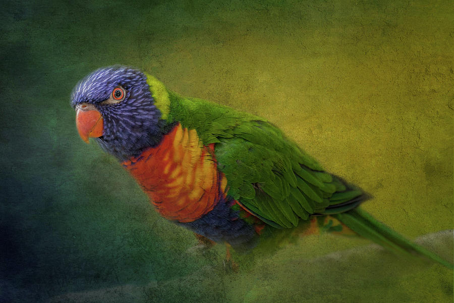 Parrot with textures Photograph by Sue Leonard