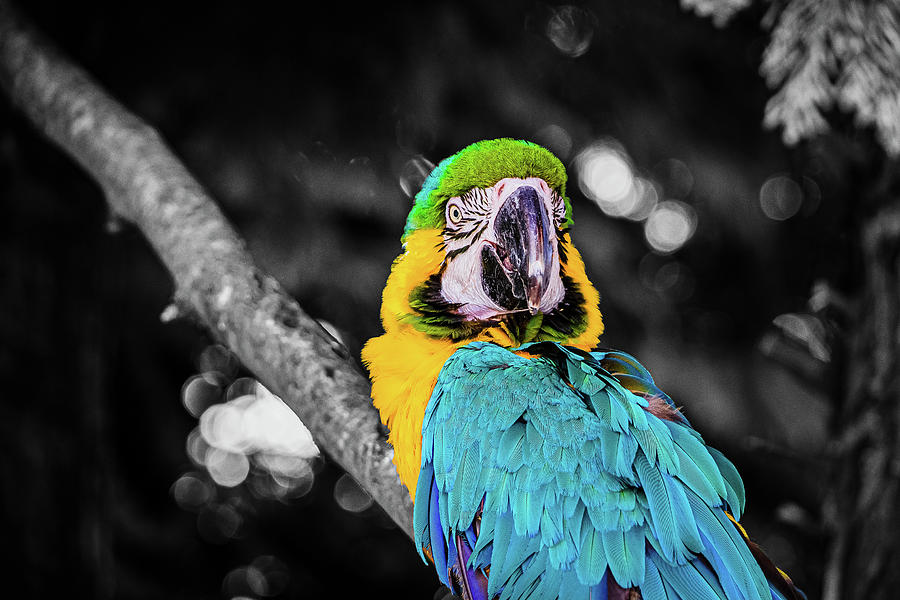 Parrot Yellow and Blue Photograph by Angela Carrion Photography