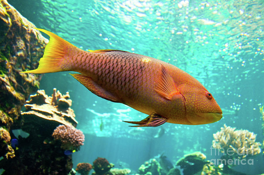 Fish Photograph - Parrotfish by Delphimages Photo Creations