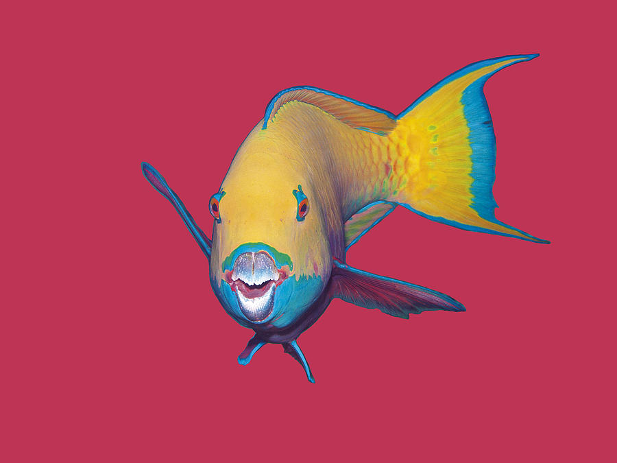 Parrotfish - Eye catching make up on Viva Magenta-Background -  Mixed Media by Ute Niemann