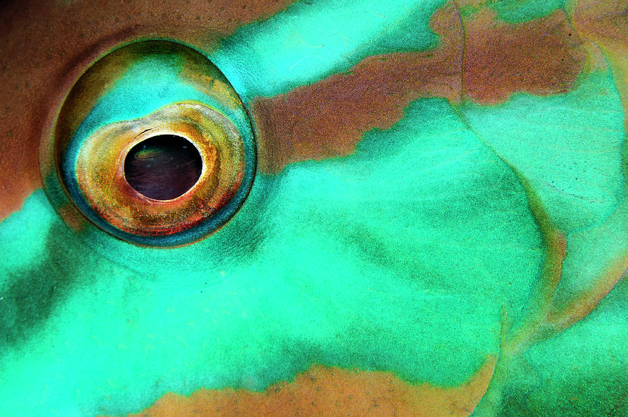 Parrotfish Eye Photograph