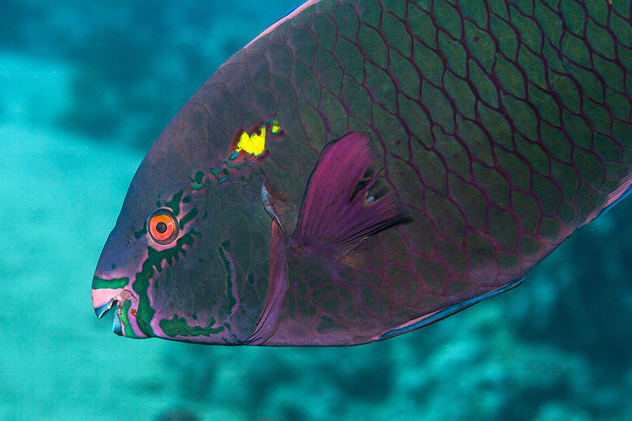 Parrotfish Photograph by Lea Lee