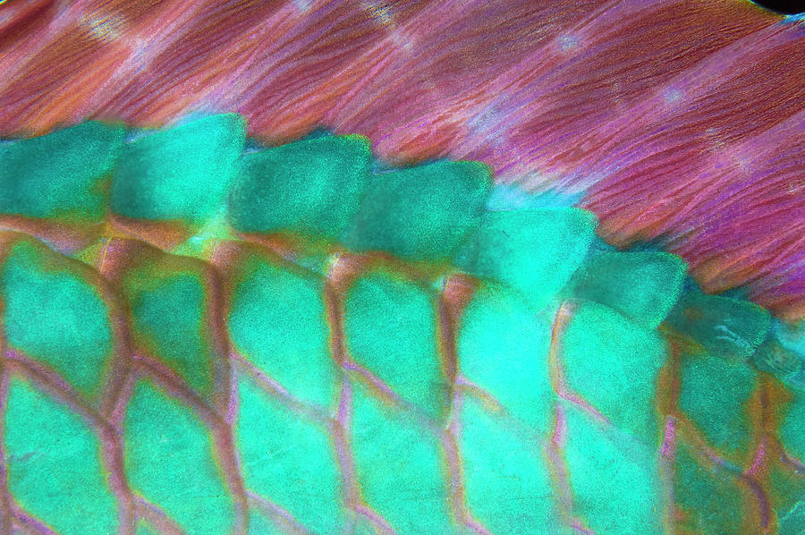 Parrotfish Scales Photograph