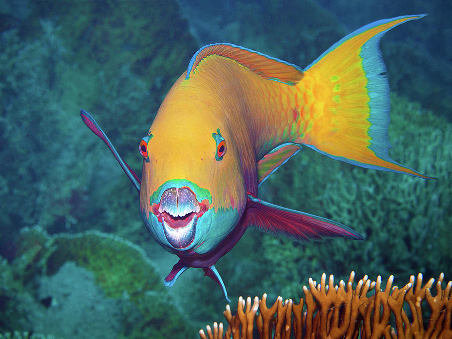 Parrotfish with eye-catching make-up at coral reef -  Photograph by Ute Niemann